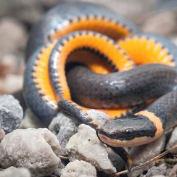 Adult Northern Ringneck Snake