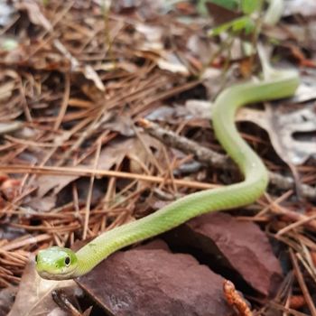 Adult Northern Rough Green Snake