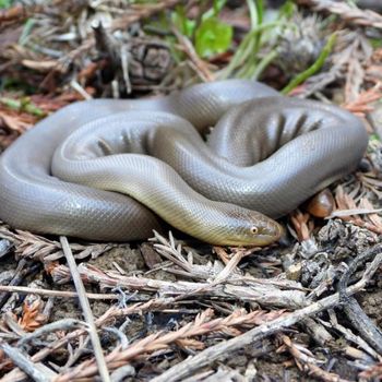 Adult Northern Rubber Boa