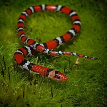 Adult Northern Scarlet Snake