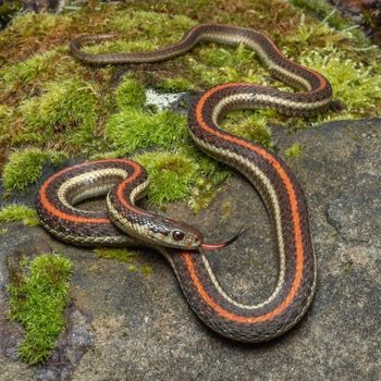 Adult Northwestern Garter Snake