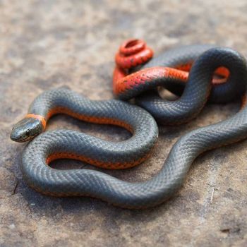 Adult Northwestern Ringneck Snake