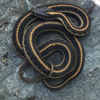 Adult Oregon Gartersnake