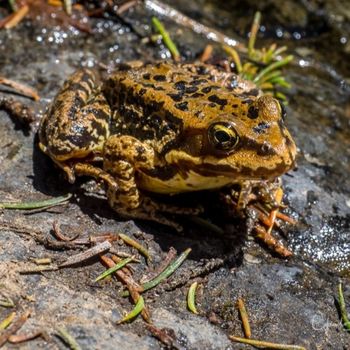 Adult Oregon Spotted Frog