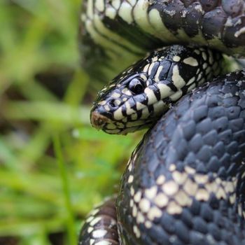 Adult Outer Banks Kingsnake