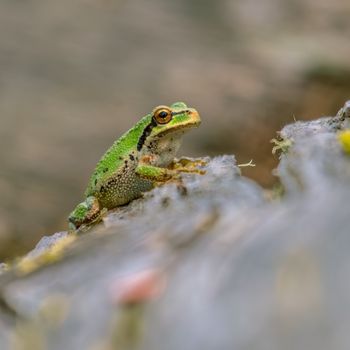 Adult Pacific Chorus Frog