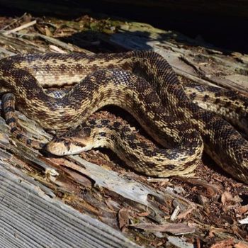 Adult Pacific Gophersnake