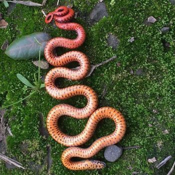 Adult Pacific Ringneck Snake