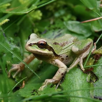 Adult Pacific Tree Frog