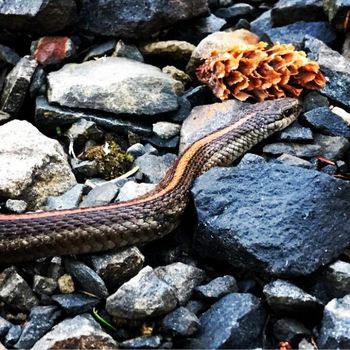 Adult Pacific coast aquatic garter snake