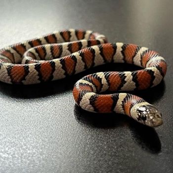 Adult Pale Milksnake