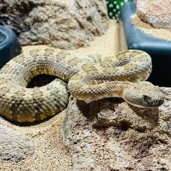 Adult Panamint Rattlesnake