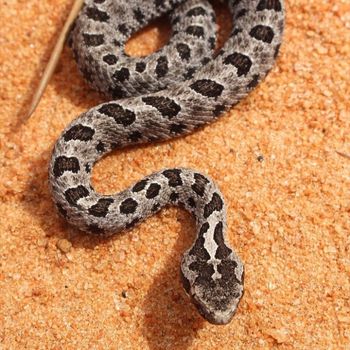 Adult Pigmy Rattlesnake