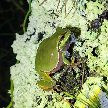 Adult Pine Barrens Tree frog