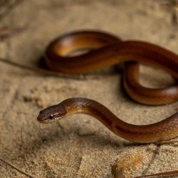 Adult Pine Woods Littersnake