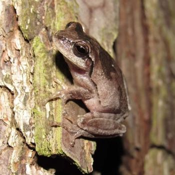 Adult Pine Woods Tree Frog