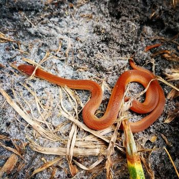 Adult Pine woods snake