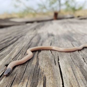 Adult Plains Black-headed Snake