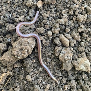 Adult Plains Blind Snake