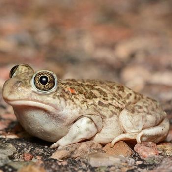 Adult Plains Spadefoot Toad