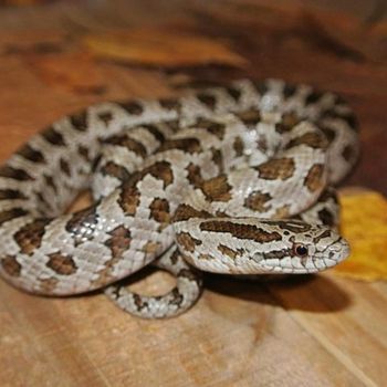 Adult Prairie Kingsnake