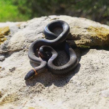 Adult Prairie Ringneck Snake