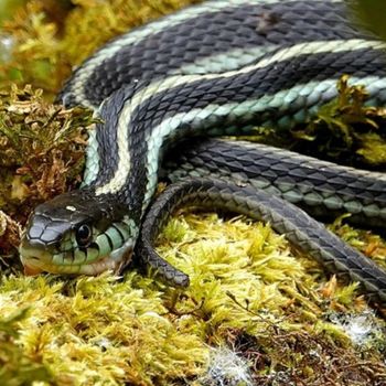 Adult Puget Sound Garter Snake