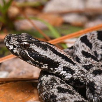 Adult Pygmy Rattlesnake