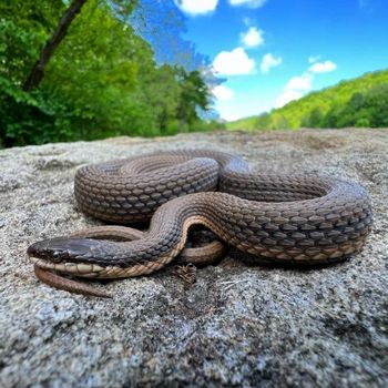 Adult Queen Snake