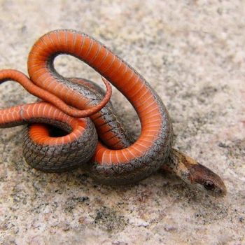 Adult Red-Bellied Snake