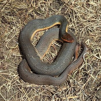 Adult Red-Bellied Water Snake