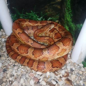 Adult Red Corn Snake