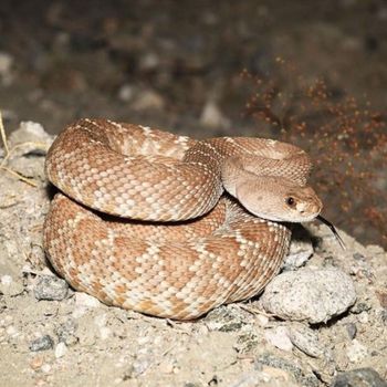 Adult Red Diamond Rattlesnake