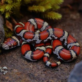 Adult Red Milksnake