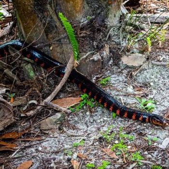 Adult Red-bellied Mud Snake