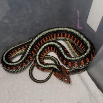 Adult Red-sided Garter Snake