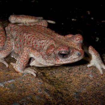 Adult Red-spotted Toad