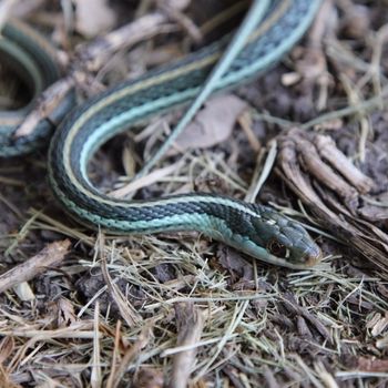 Adult Redstripe Ribbon Snake