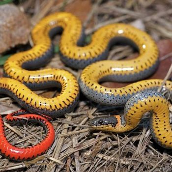 Adult Regal Ringneck Snake