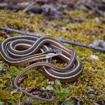 Adult Ribbon Snake