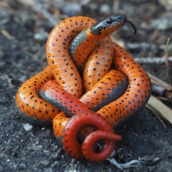 Adult Ringneck Snake