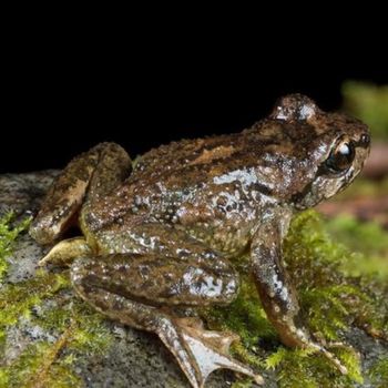 Adult Rocky Mountain Tailed Frog