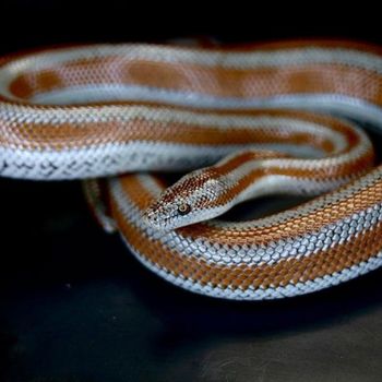 Adult Rosy Boa