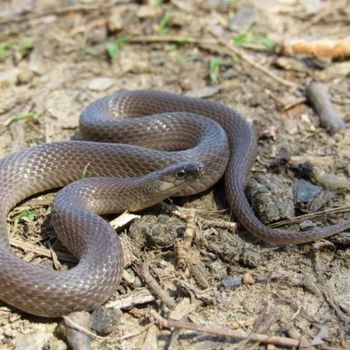 Adult Rough Earth Snake