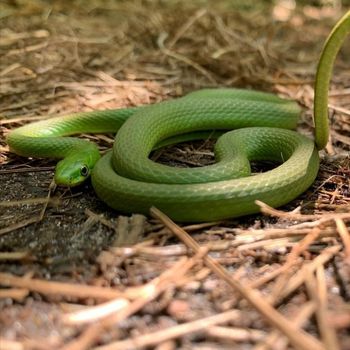 Adult Rough Green Snake