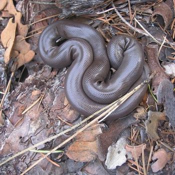 Adult Rubber Boa