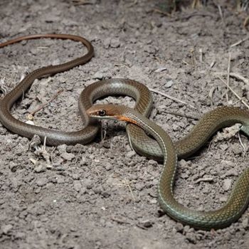 Adult Ruthven’s Whipsnake