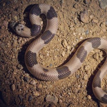 Adult Saddled Leaf-Nosed Snake