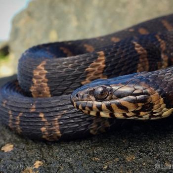 Adult Salt Marsh Snake