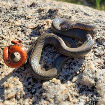 Adult San Bernardino Ringneck Snake